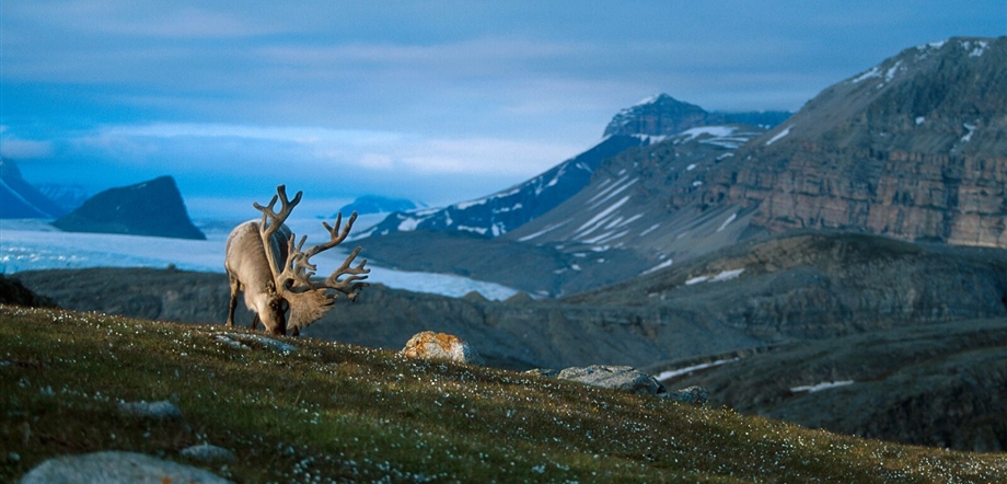 Svalbard Reindeer eating grass in mountain scenery. Credit: Asgeir Helgestad - VisitNorway.com